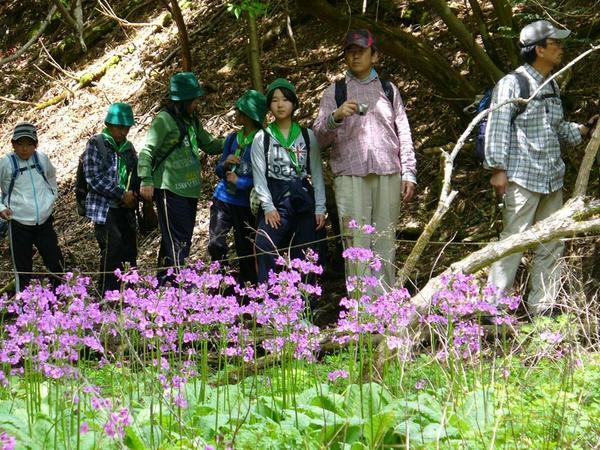 生徒と男性が登山中に綺麗なクリンソウを見ている写真