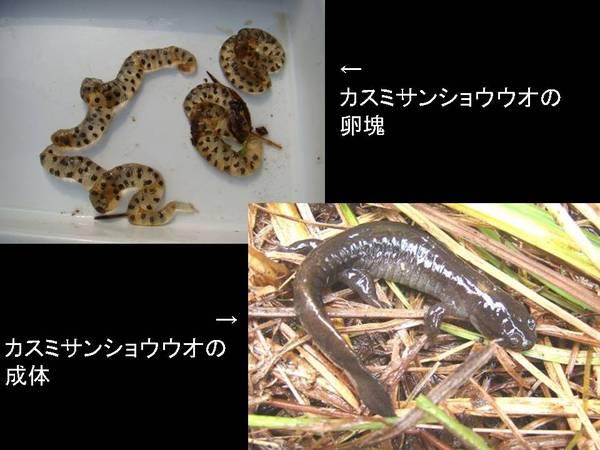 左カスミサンショウウオの卵魂、右カスミサンショウウオの正体の写真
