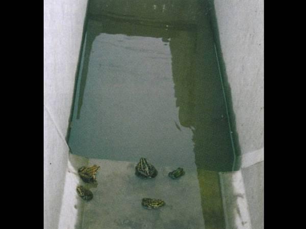 コンクリート溝に落ちて上がれないカエルの写真