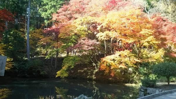 池の周りの色とりどりの紅葉の木の写真