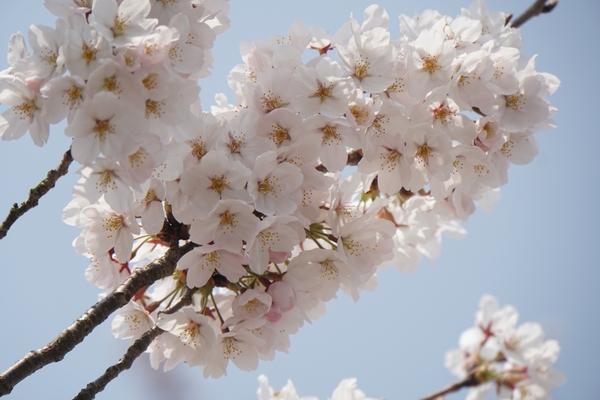 満開の桜の花びらがアップで写されている写真