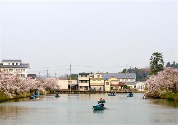 湖の両脇に桜が開花しており、湖のあちこちでボートを漕いでいる人々の写真
