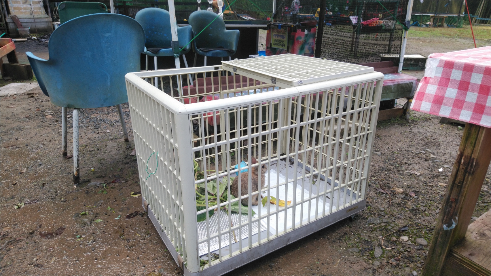 白いゲージにウサギが入っている