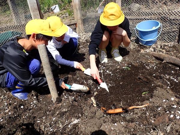男子児童3名がスコップで、穴を掘りレンコンを埋めようとしている写真