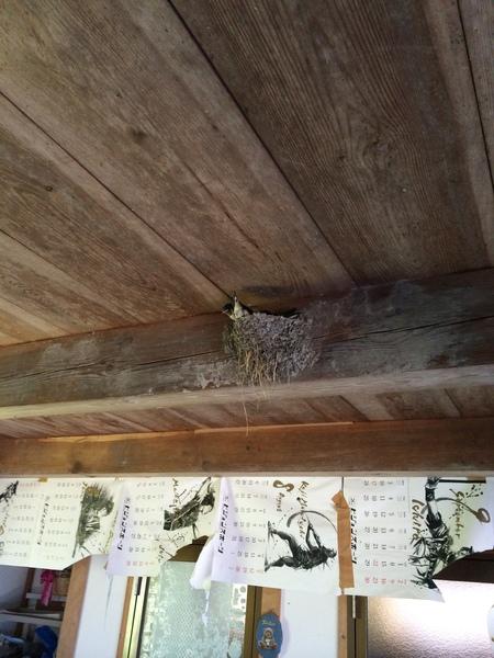 重複 ツバメ巣立つ 市長日記 丹波篠山市