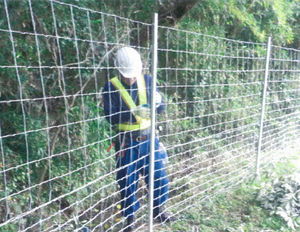 森の中で、ヘルメットをかぶり作業服を着た男性が、人より高い柵を、取り付けしている様子の写真