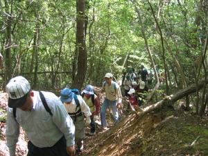 木々に囲まれた登山コースを沢山の登山客が登ってきている様子を写している写真