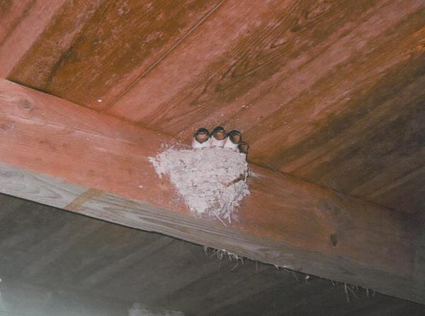 天井柱に巣があり、4羽の雛が口を開けている写真