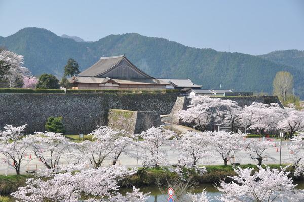篠山城周辺の桜が満開のになり石垣の奥にお城の屋根の部分がみえる風景写真
