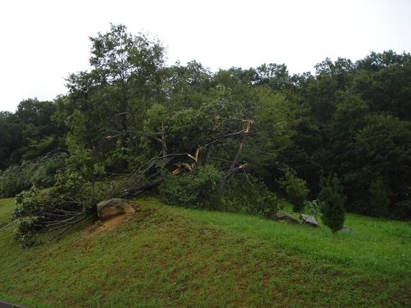 突風で木の枝が何本も折れている写真