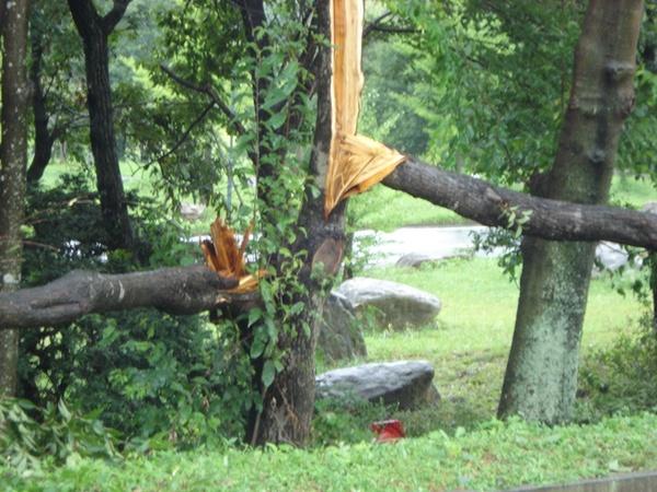 竜巻の様な突風が発生し、太い木が折れている写真