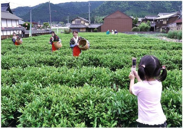 茶畑で笑顔で茶の葉を摘んでいる女性達を携帯電話で撮影している女の子の写真