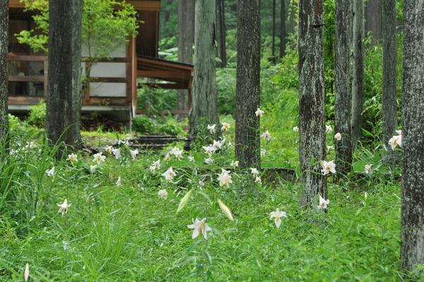 木々が立ち、青々とした草と白いきれいな笹ユリの花が咲いている草原の写真