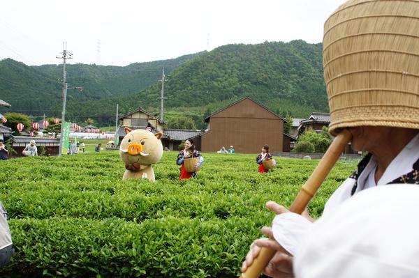 茶畑で茶の葉を摘んでいる、まるいのと茶娘がおり、手前には白い衣装に天蓋の帽子を被り、木の笛吹きを吹いている男性が写っている写真