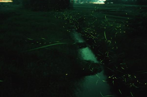 夜の道が蛍の光でキラキラ光っている写真