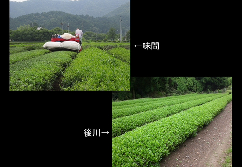 左に味間、右に後川の茶畑の写真