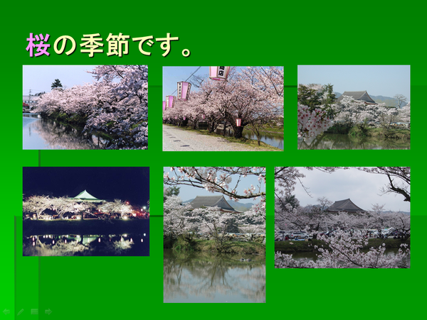 昼間の桜満開の景色が写っている5枚の写真と夜桜がライトで照らされている1枚の風景写真
