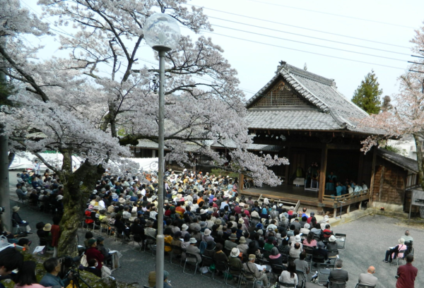 満開の桜の木の下で、能舞台の能と狂言を堪能している様子を後方から見た写真
