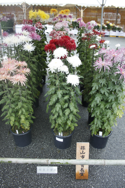 篠山市教育長賞を獲った村雲小学校の白、赤色、ピンク色、黄色の鉢植えの菊の写真 拡大画像
