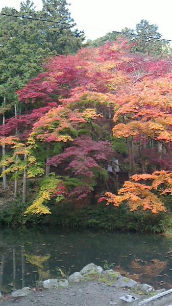 池の奥にみえる緑、赤、オレンジ、紫の、黄色の色鮮やかな紅葉の写真