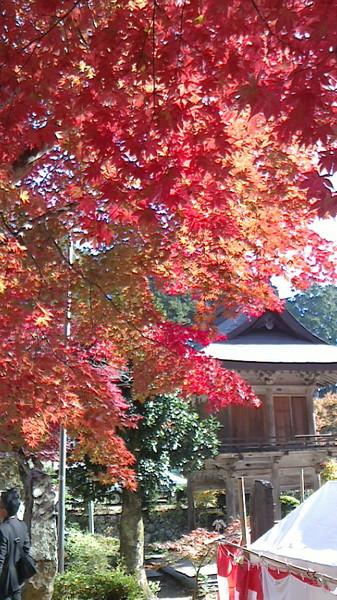 真っ赤に紅葉した、もみじのアップ写真