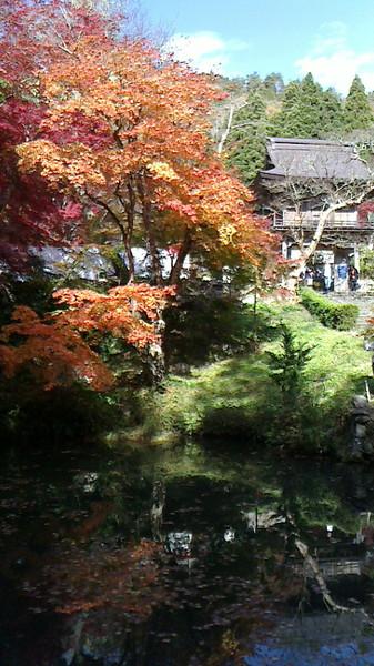 青空の下、オレンジと真っ赤な紅葉の影が池に写っている写真