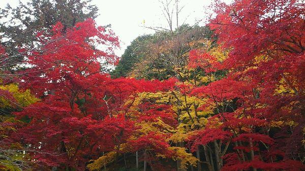 真っ赤に紅葉している木の中央に黄色に紅葉している木が重なっている風景全体の写真