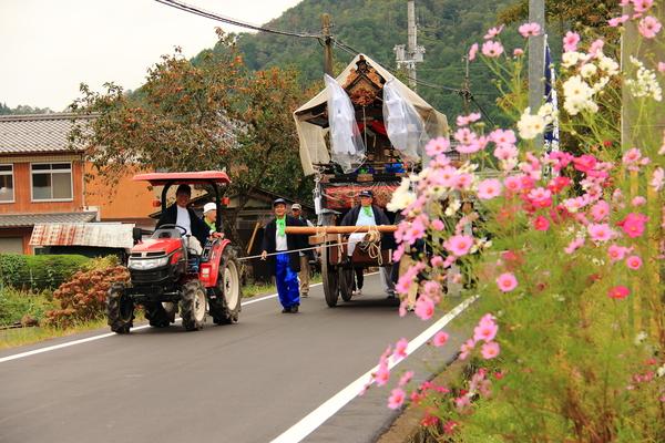 山車を赤のトラクターに乗った男性が引っ張り、その横を人が歩いている、沿道の脇には赤、白、ピンク色のコスモスの花が咲いている写真