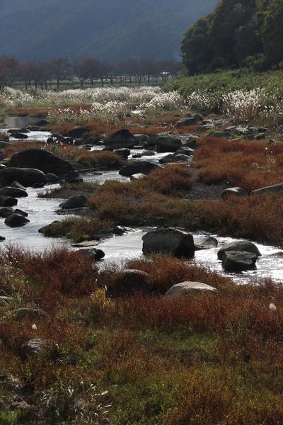 あちこちに石があり、川が流れ、遠くには白い花や草木が生えている写真