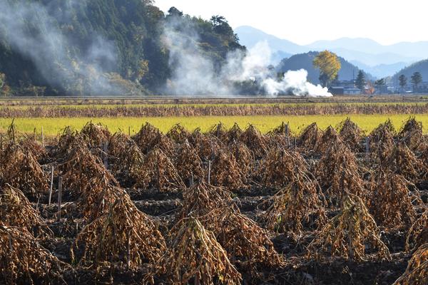 畑では豆が天日干しされており、遠くの山々に煙がかかっているような様子の写真 拡大画像