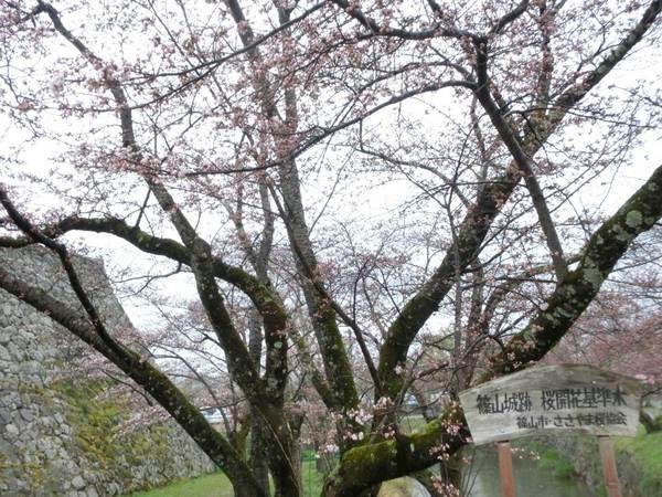 篠山城跡登り口の開花基準木（ソメイヨシノ）の開花の様子