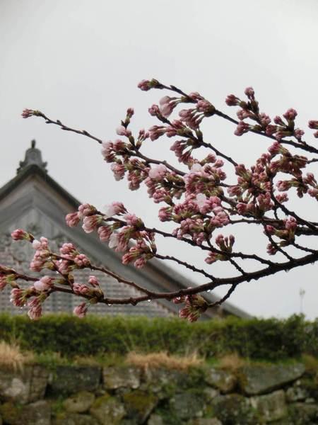 篠山城をバックに薄紅色の桜の蕾がアップで写されている写真