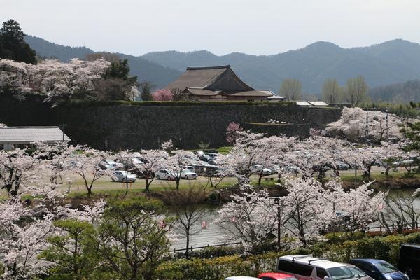 市長室から見える篠山城跡周辺に美しく咲き誇るソメイヨシノの桜の木の写真