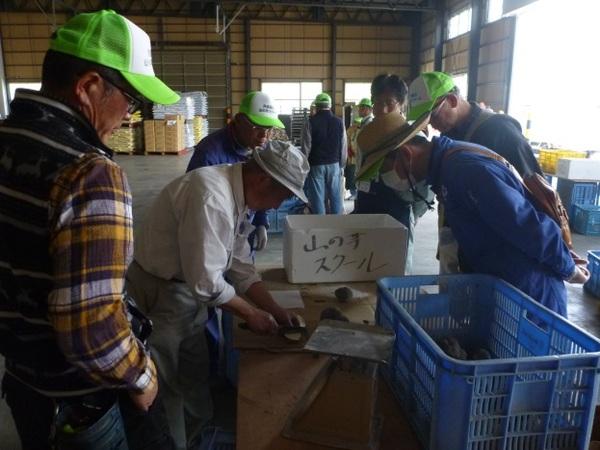 テーブルの上で山の芋を包丁で切る男性と、その周りを5名ほどの男性が取り囲んで見ている写真