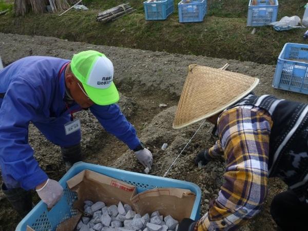帽子をかぶった二名の男性が畑の中に種芋を植えようとしている写真