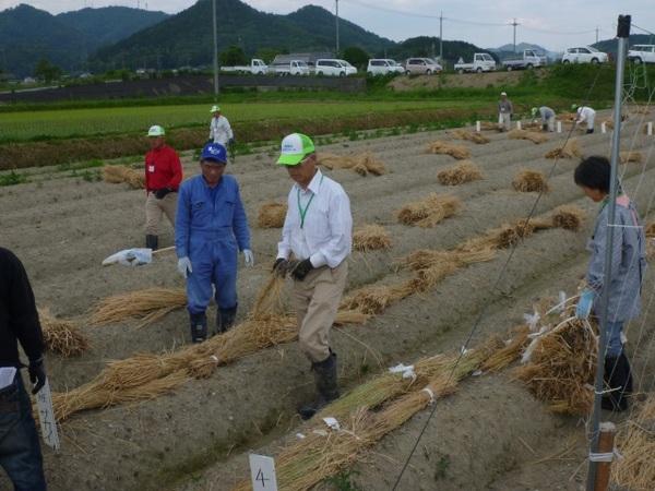 男性が畑の土の上に藁を敷きながら歩いている写真