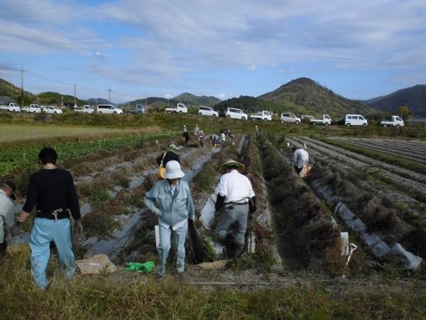 10名ほどの人たちが畑に植えられた山の芋を収穫しようとしている写真