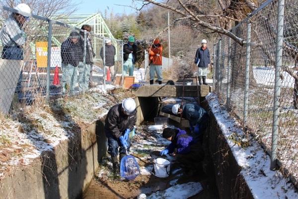 コンクリート三面張りの水路の中で網を使い、水路の生き物を探している土木事業者3名の方とその様子を金網の所から見ている土木事業者の方々の写真