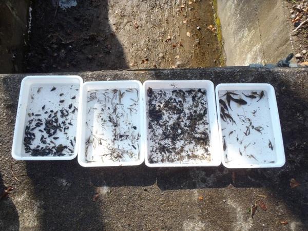 白いトレーに入ったメダカ、シマドジョウなどの写真