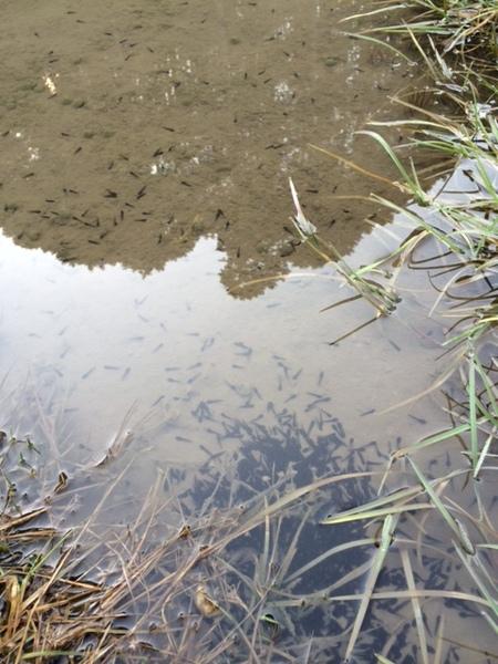 市長が所有する田んぼで元気に動いているオタマジャクシが集まっている写真