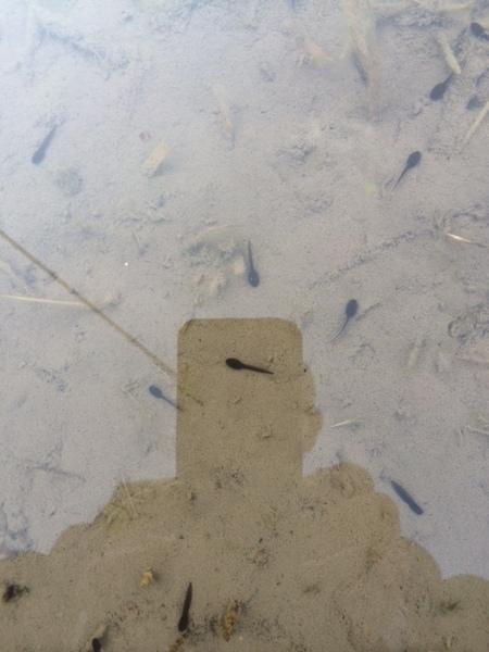 オタマジャクシを携帯でアップで取っている市長の影が映りこんでいる写真