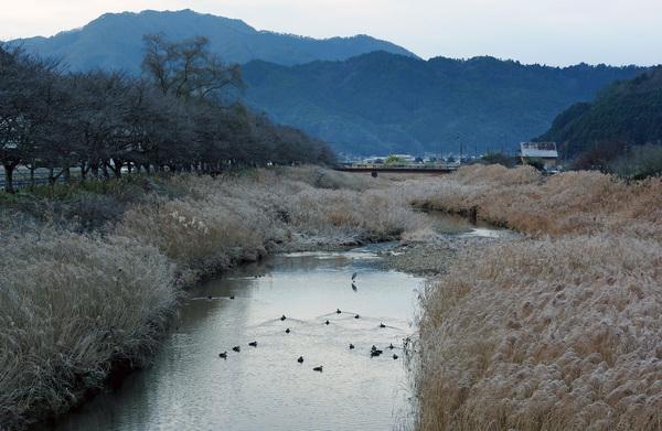 霜が降りた明け方の川に鳥が数羽泳いでいる優秀賞受賞の写真