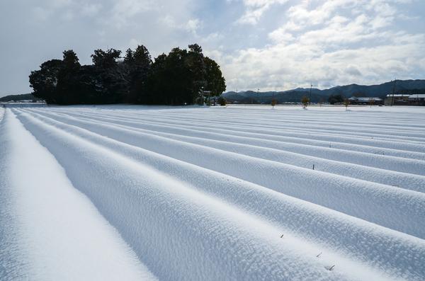 大きな林をバックに畑の上に雪が積もって波を打っている様子の入選受賞の写真