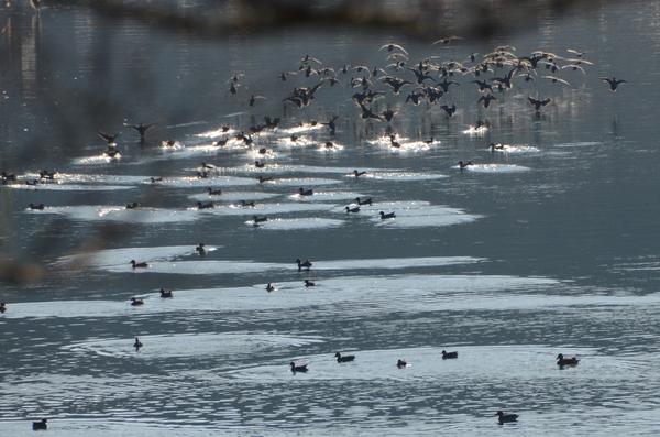 大群の鴨が一斉に川の水面から飛び立とうとしている様子を撮影した入選受賞の写真