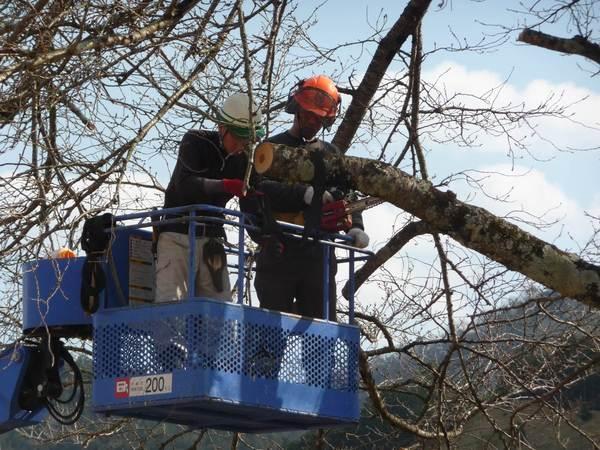 2人の男性がクレーンに乗ってチェーンソーを使い剪定の指導を受けている写真