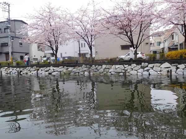 川の反対側から撮影した桜並木の写真