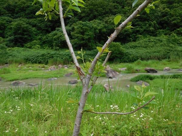鹿などの野生動物によって傷ついた桜の木の写真