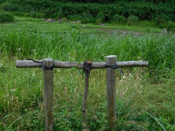 鹿などの野生動物によって傷ついた桜の木を伐採し補強をした写真
