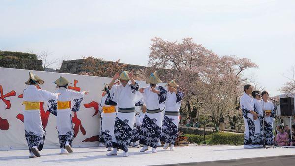 桜の花が見えるステージ上で、編み笠をかぶり、笹の葉の模様が入った着物を着た踊り子の皆さんがデカンショ踊りを踊っている様子の写真