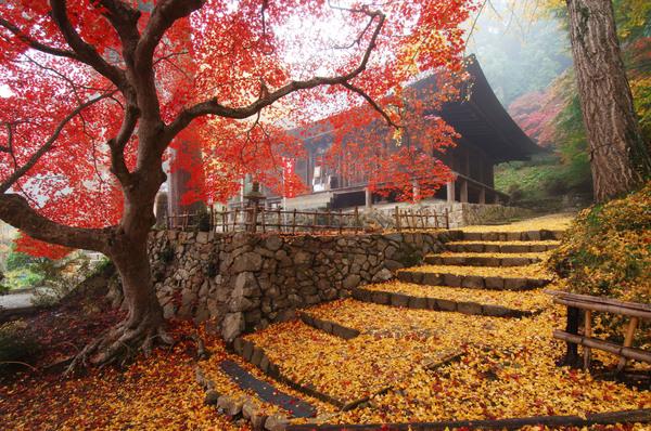 真っ赤な紅葉の木の下に、一面を覆う黄色や、赤の葉っぱのじゅうたんの写真